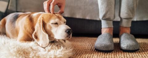 scratching head of dog